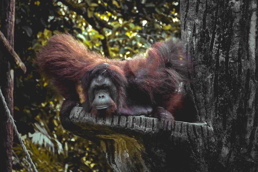 brown monkey on tree trunk during daytime