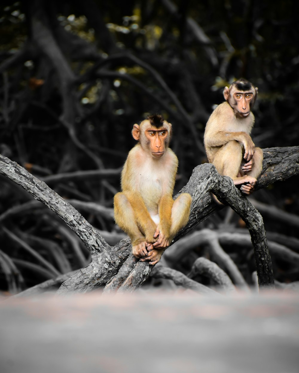 brown monkey on black tree branch