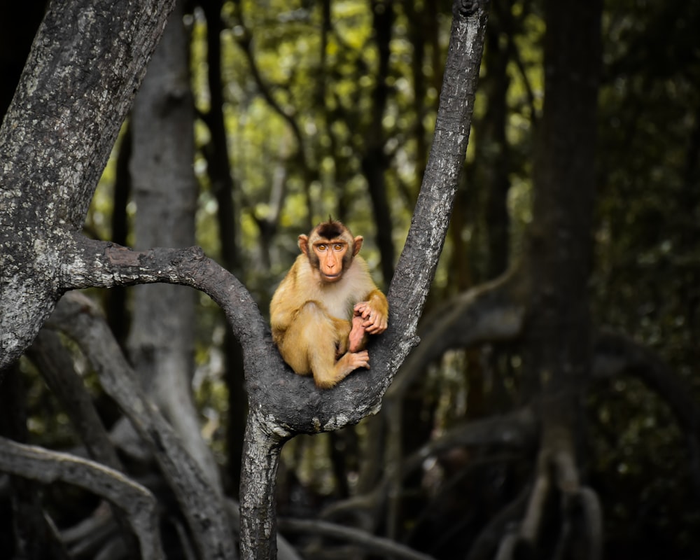 brown monkey on tree branch