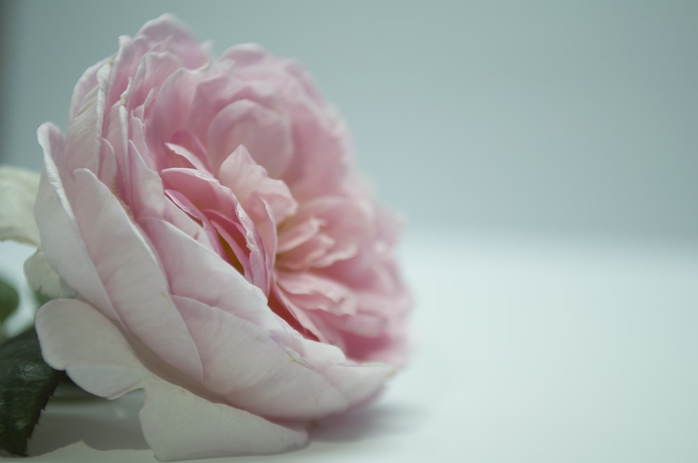 pink and white flower on white surface