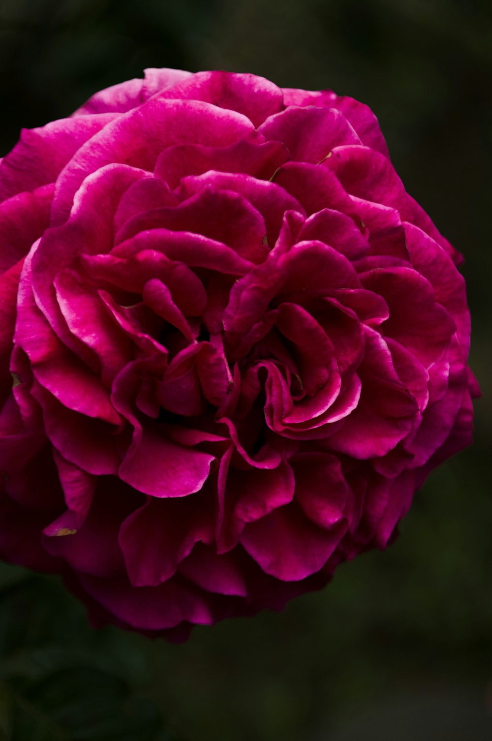 pink rose in bloom close up photo