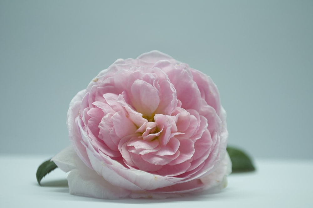 pink rose in white textile