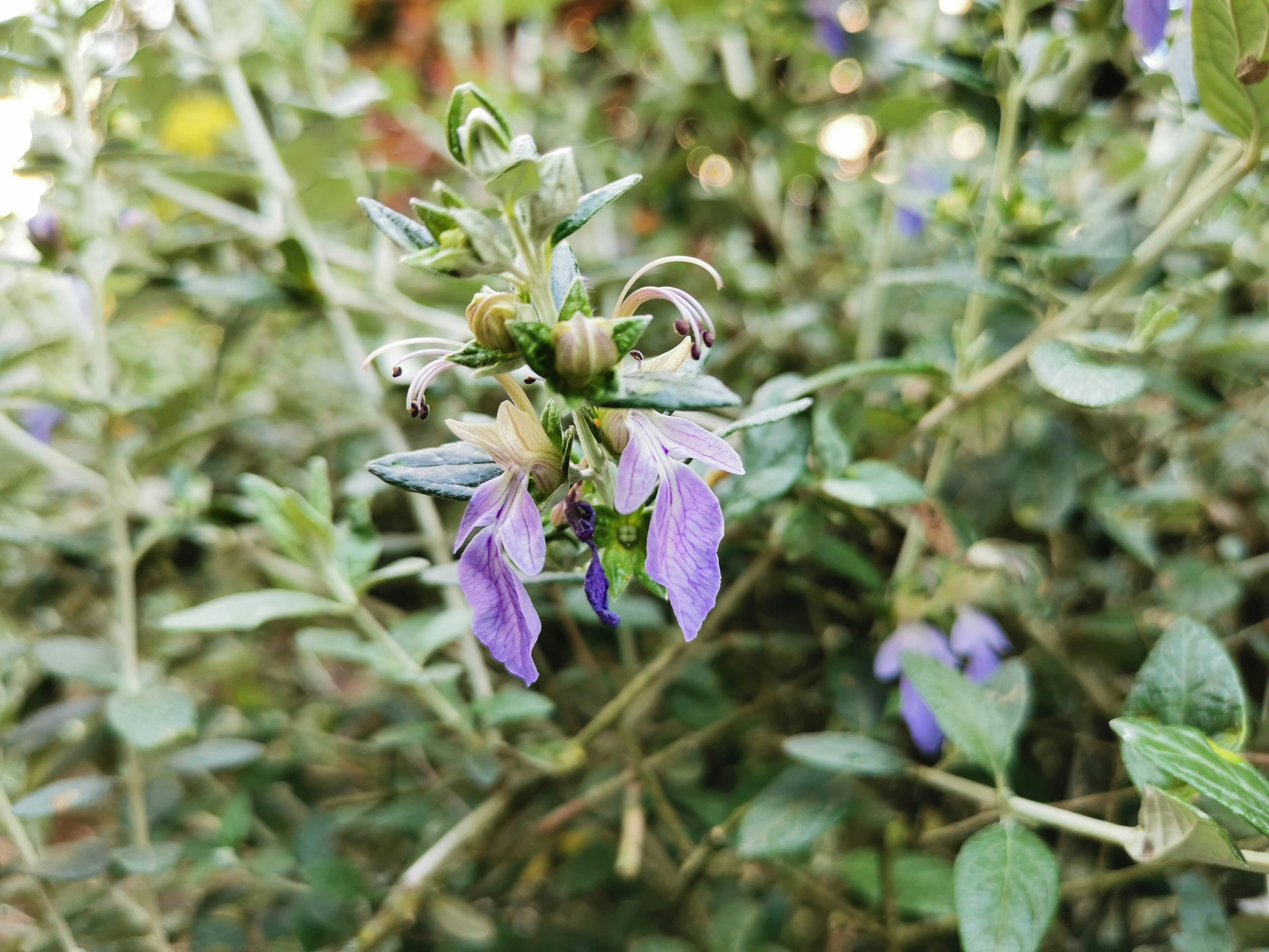Fleurs Sauvages