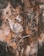 A rustic and textured surface with a depiction of a deer. The imagery is created from various materials, including metal and paint, giving it an aged and weathered appearance. The antlers are prominent and crafted with intricate detail.