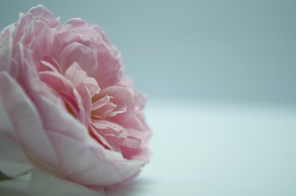 pink rose in close up photography