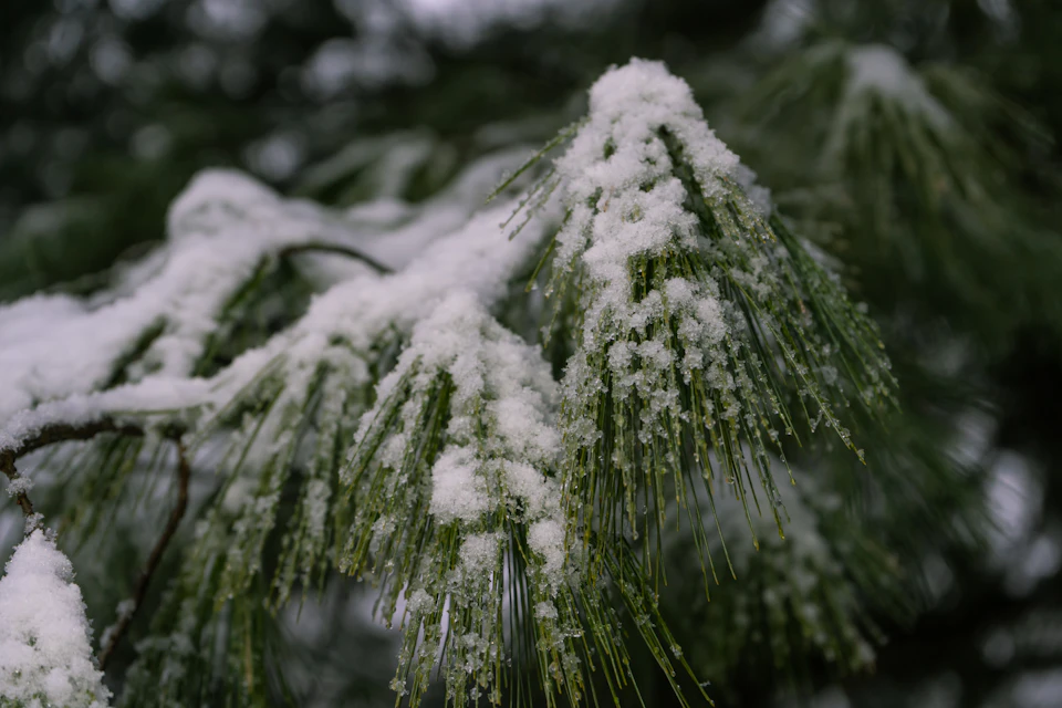 The image depicts a close-up view of a pine tree branch covered in snow, with its green needles partially obscured by the white blanket. The branch is located on the left side of the frame and extends towards the right, creating a sense of depth and perspective. The background appears to be a blurred gray color, which contrasts with the vibrant green of the pine tree's leaves and branches.