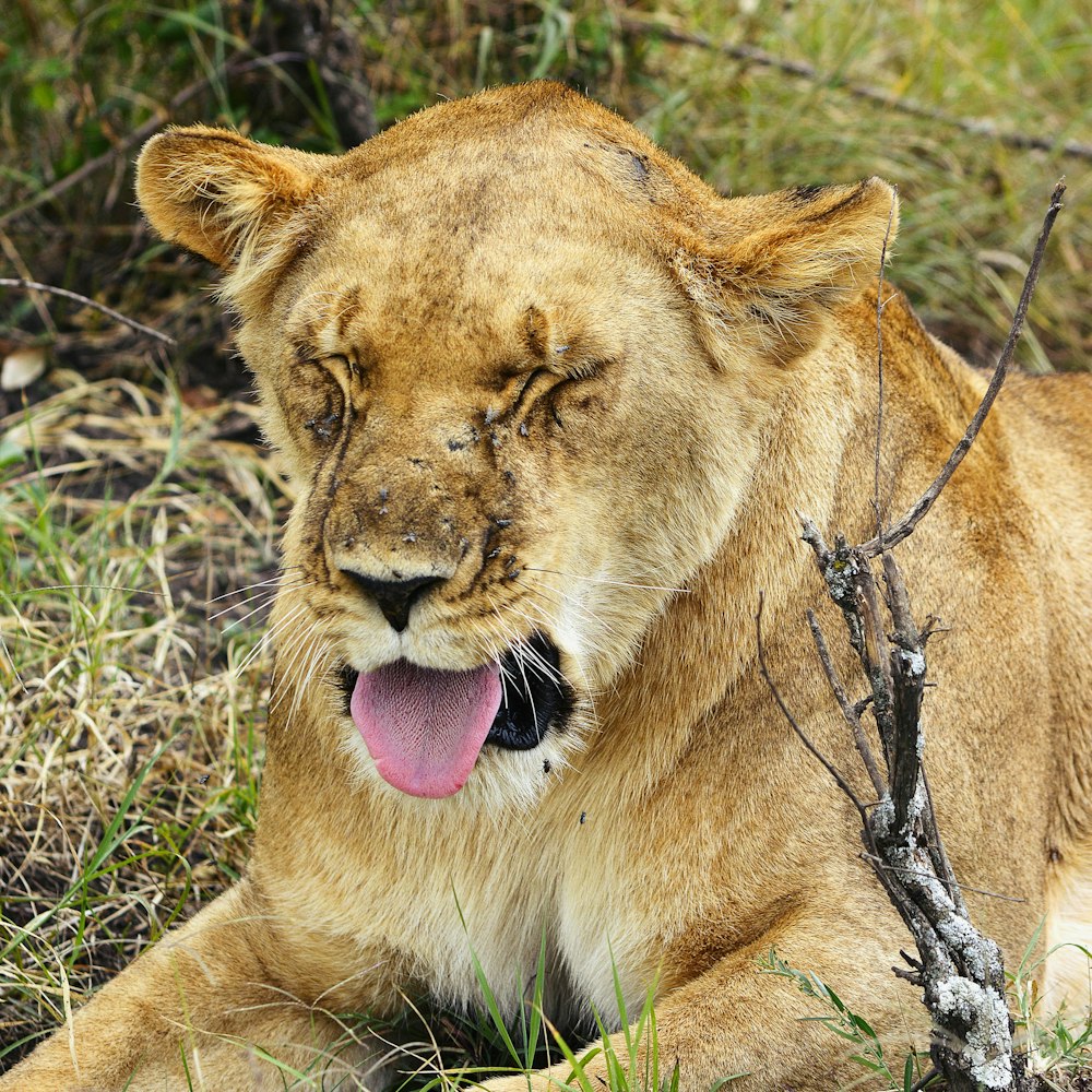 brown lioness on green grass during daytime