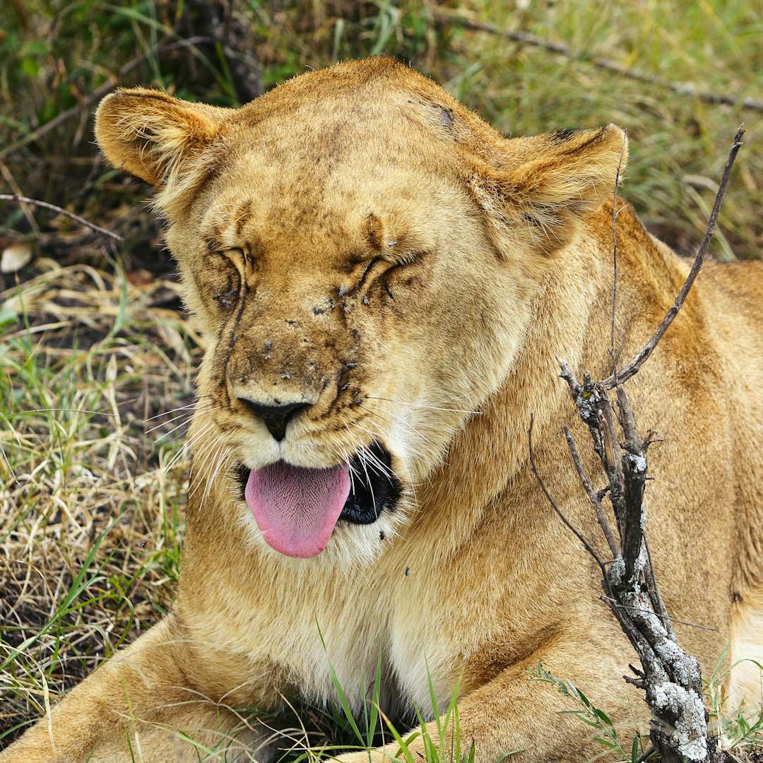 Travel Tips and Stories of Maasai Mara National Reserve in Kenya