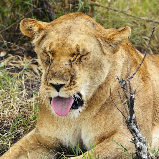 brown lioness on green grass during daytime in Maasai Mara National Reserve Kenya