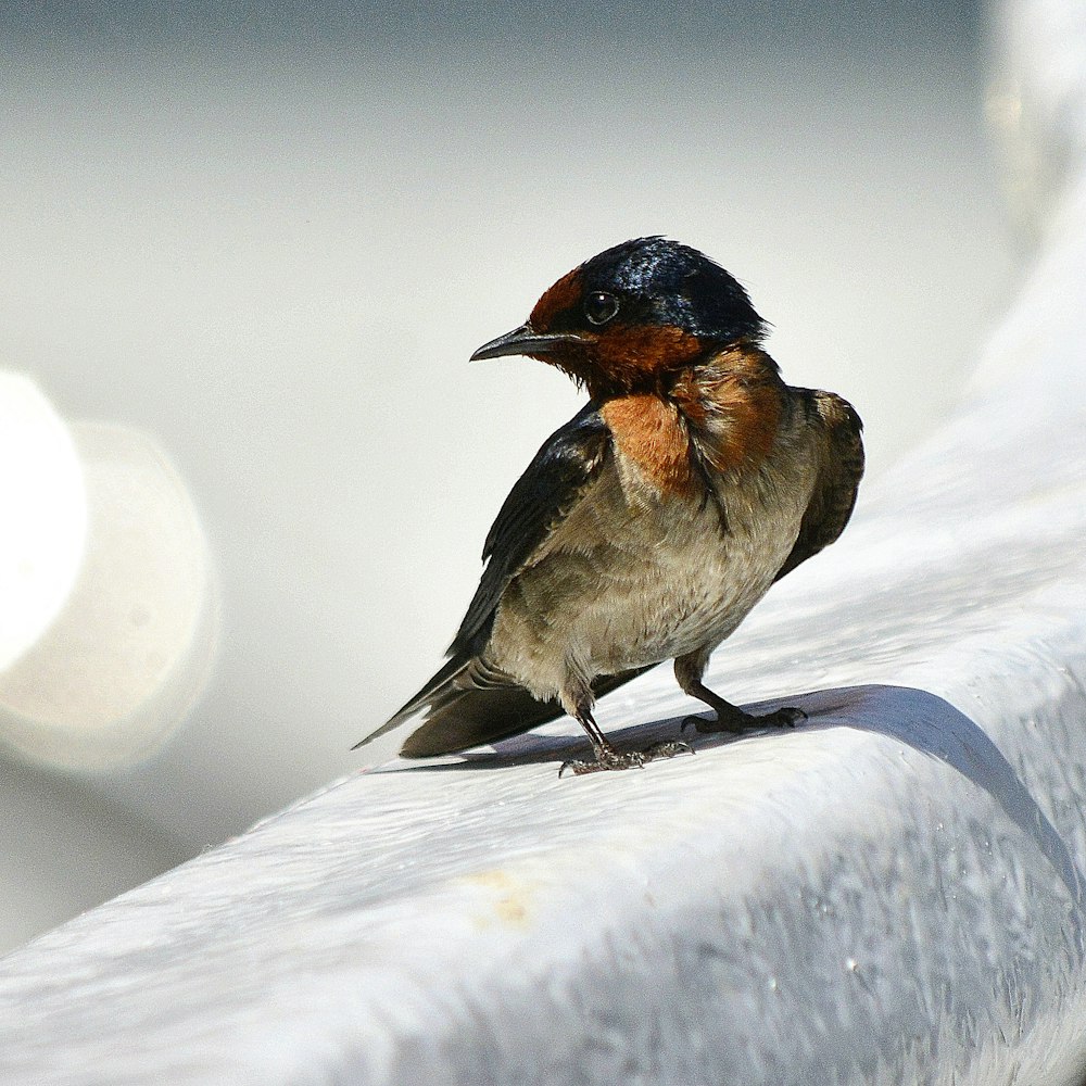 brown and gray bird on snow covered ground during daytime