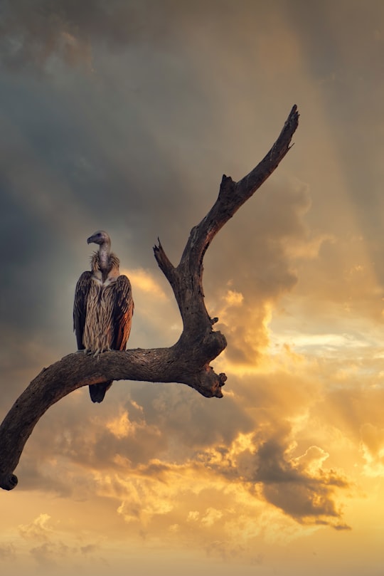 gray and white bird on brown tree branch during sunset in Kaziranga National Park India