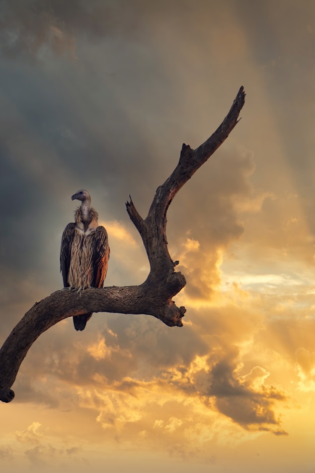 Predator bird at Kaziranga National park- One of the must-visit UNESCO World Heritage site in India