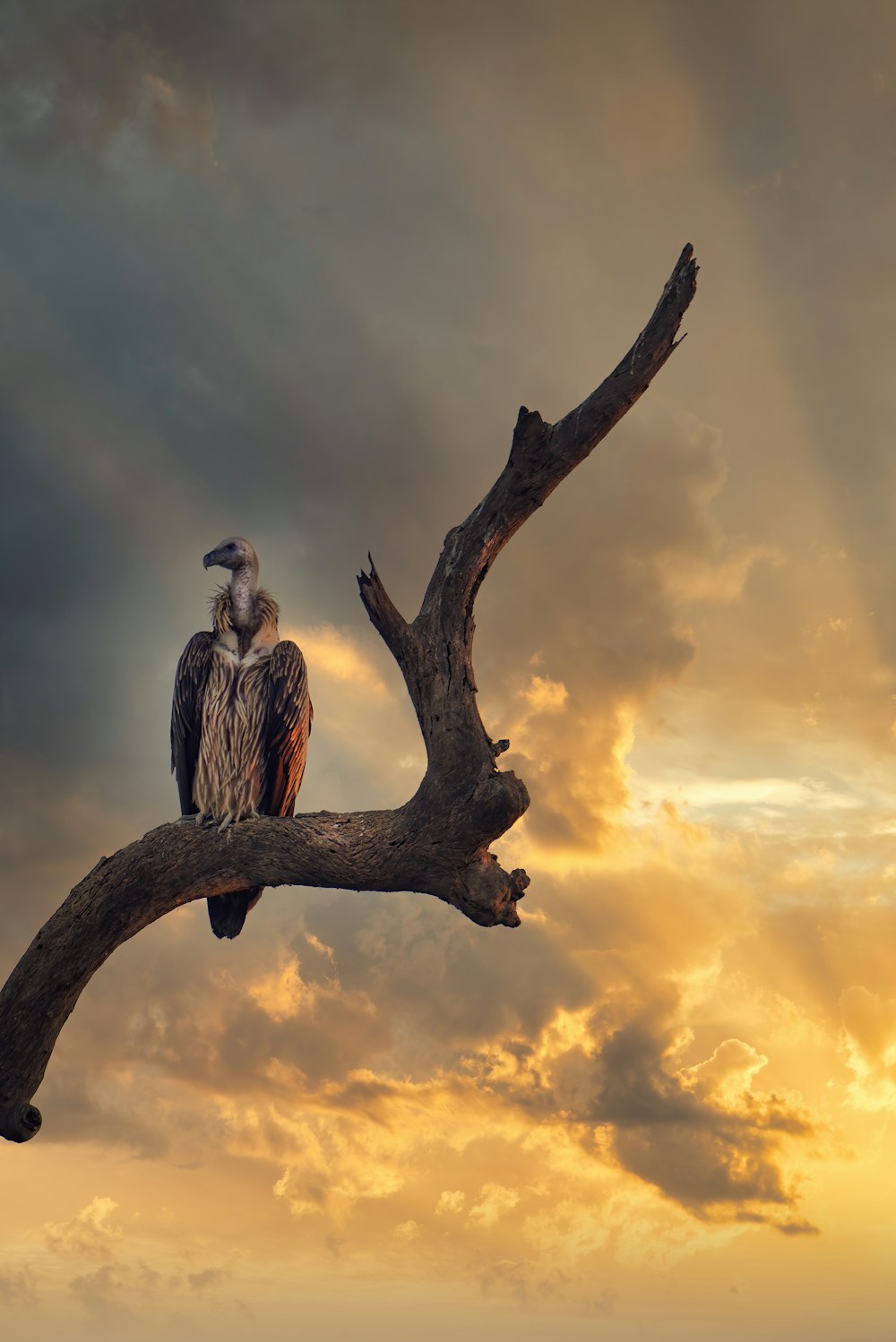 uccello grigio e bianco sul ramo marrone dell'albero durante il tramonto