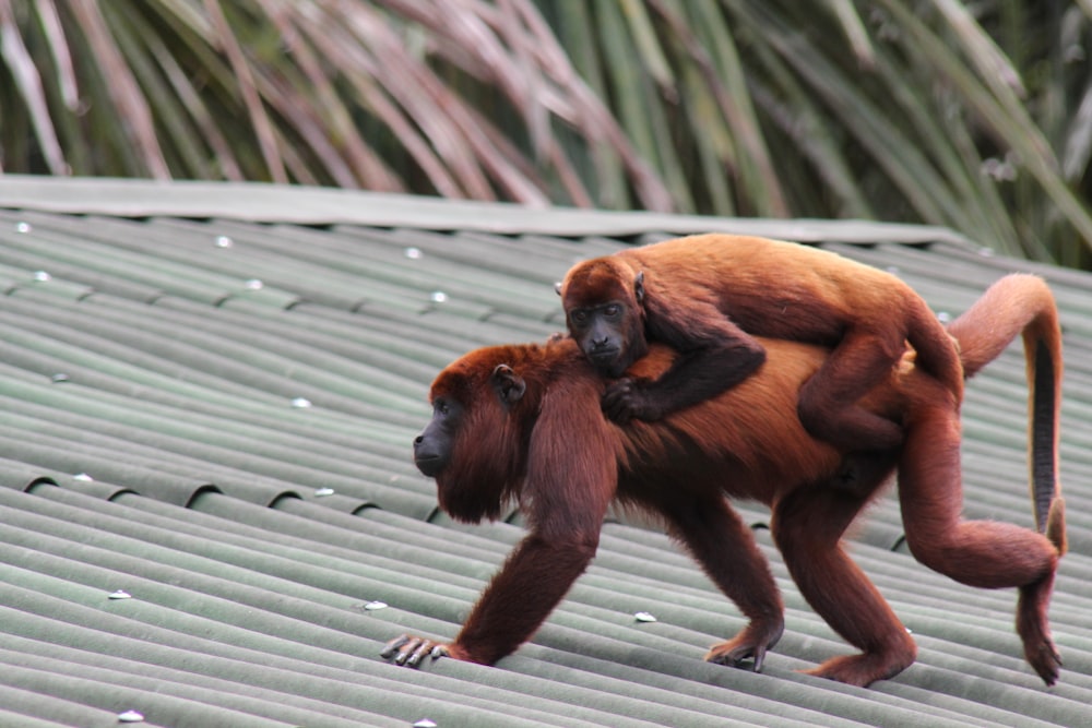 brown monkey on green plant during daytime