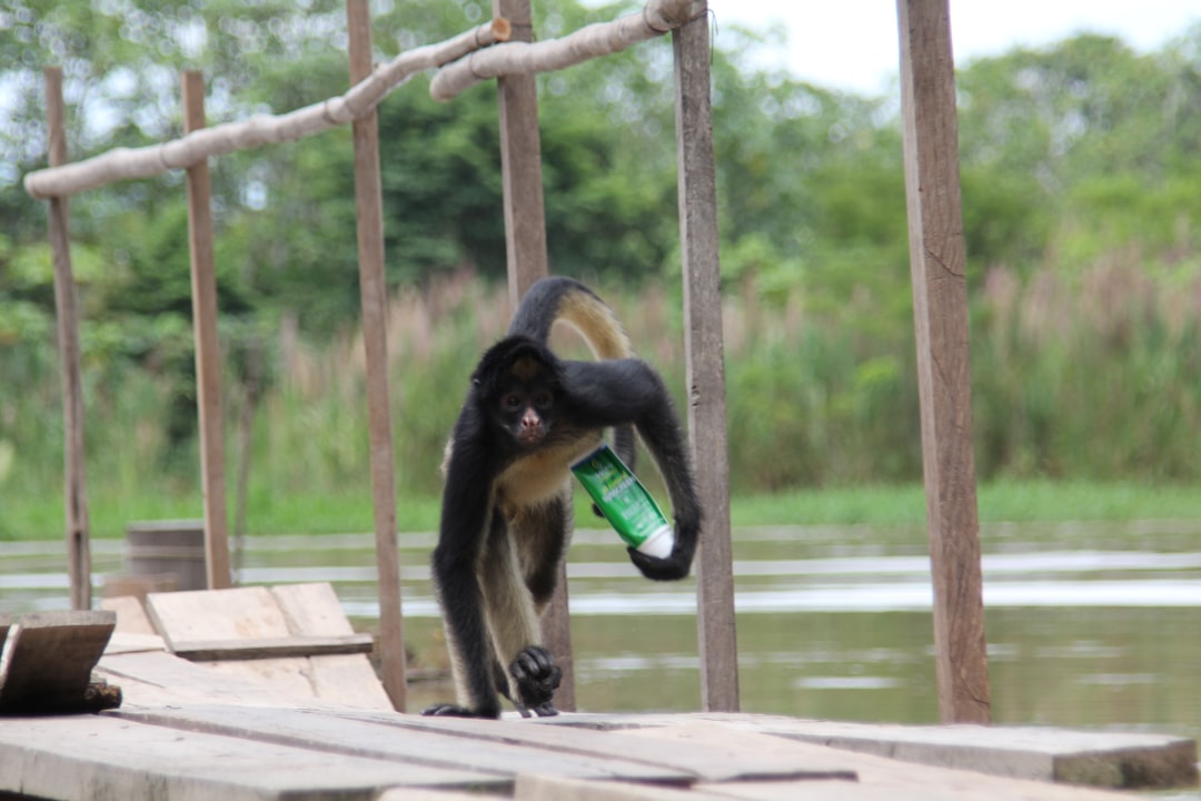 travelers stories about Wildlife in Iquitos, Peru
