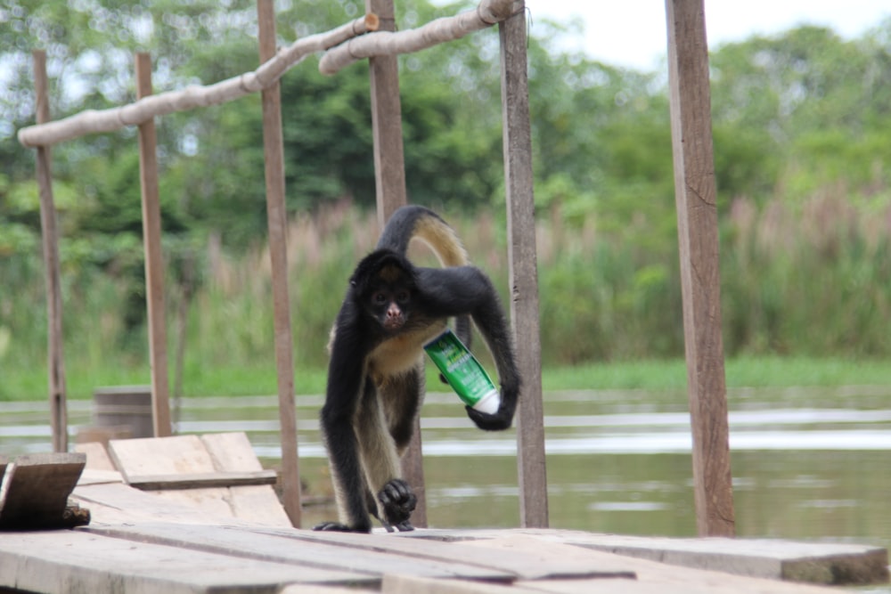 macaco preto na cerca de madeira marrom durante o dia