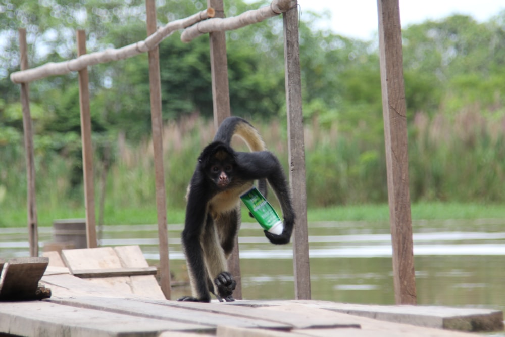 black monkey on brown wooden fence during daytime