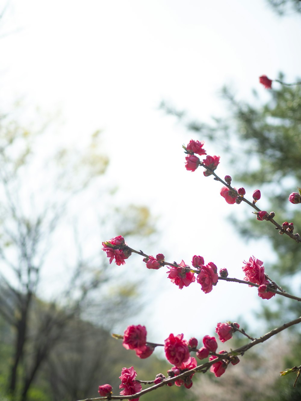 red and white flower buds