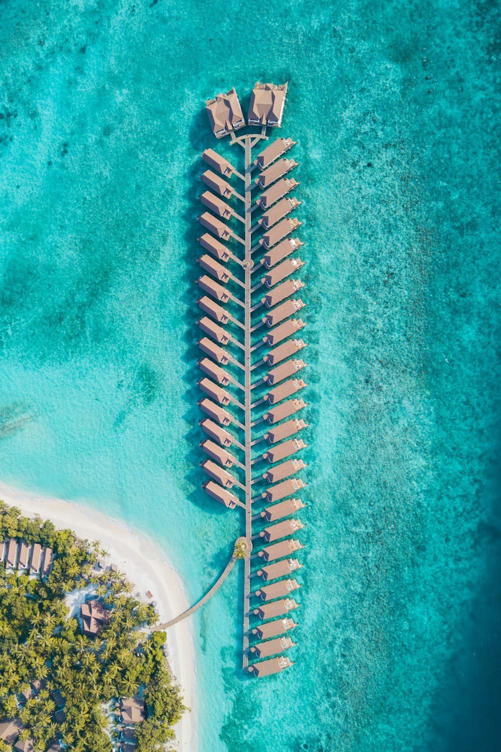 aerial view of green trees and body of water