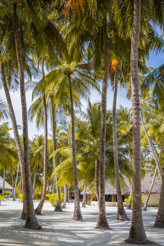 palm trees near body of water during daytime in Meeru Island Maldives