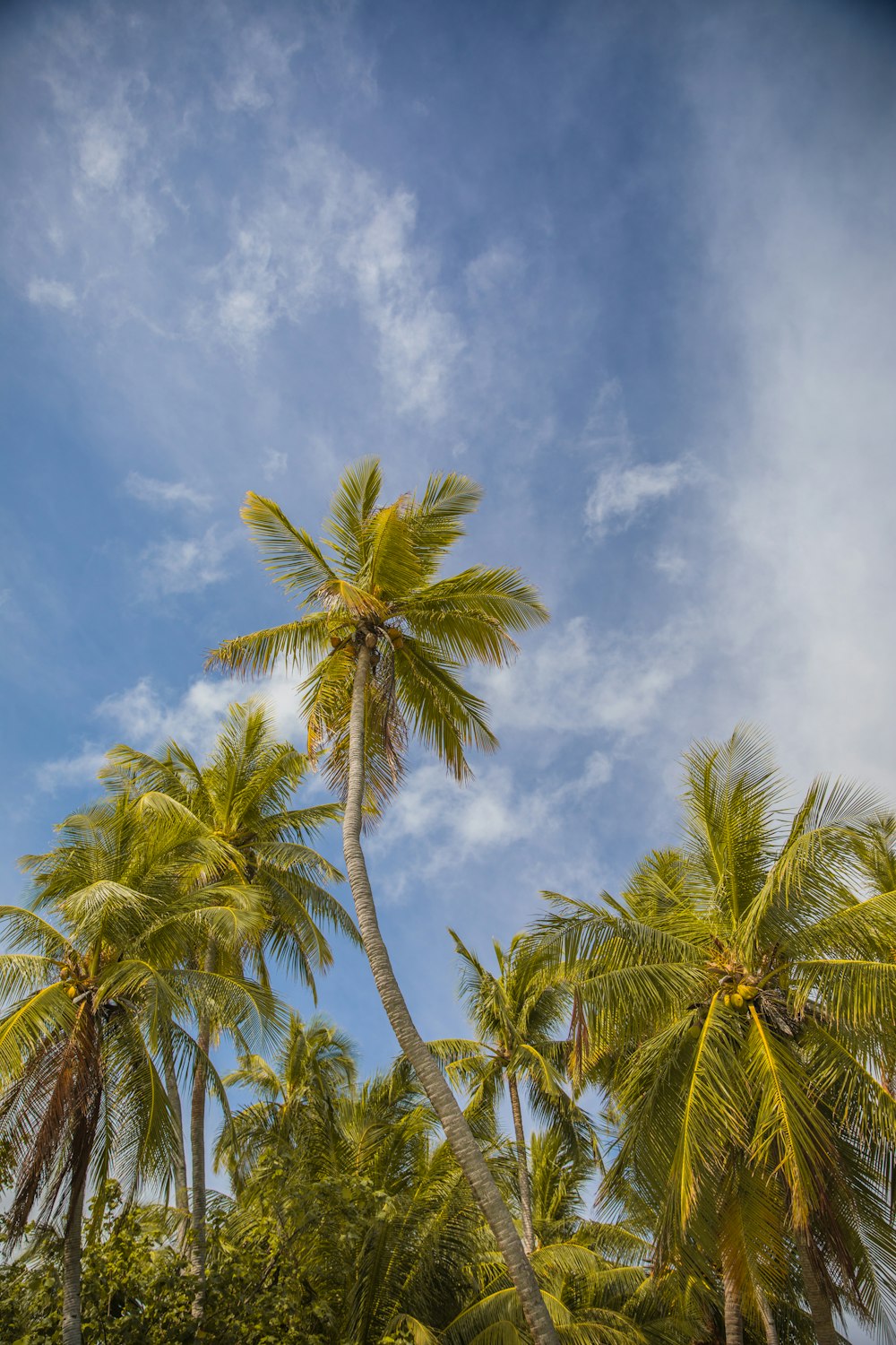 albero di cocco verde sotto nuvole bianche e cielo blu durante il giorno