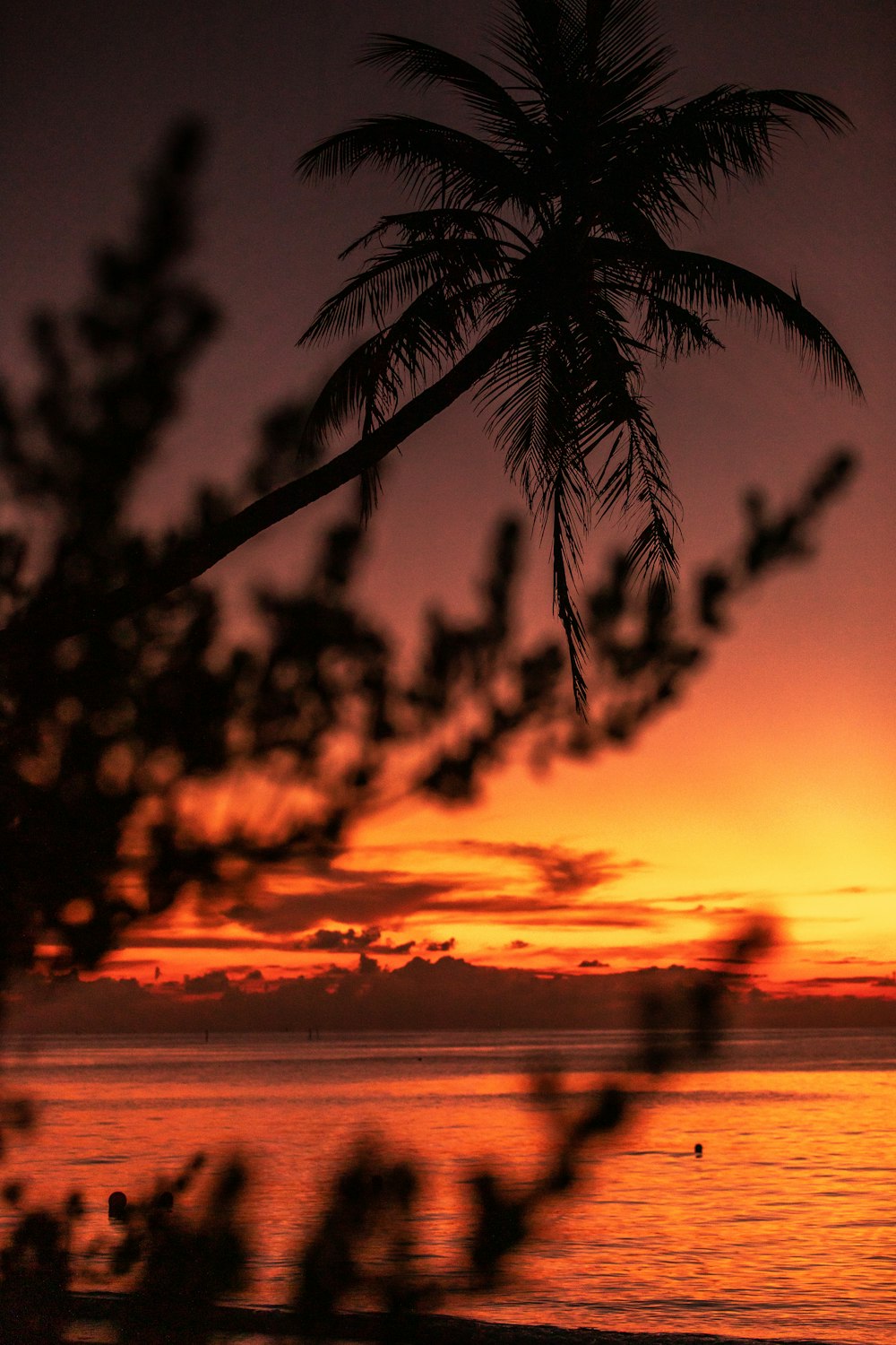 silhouette of palm tree during sunset