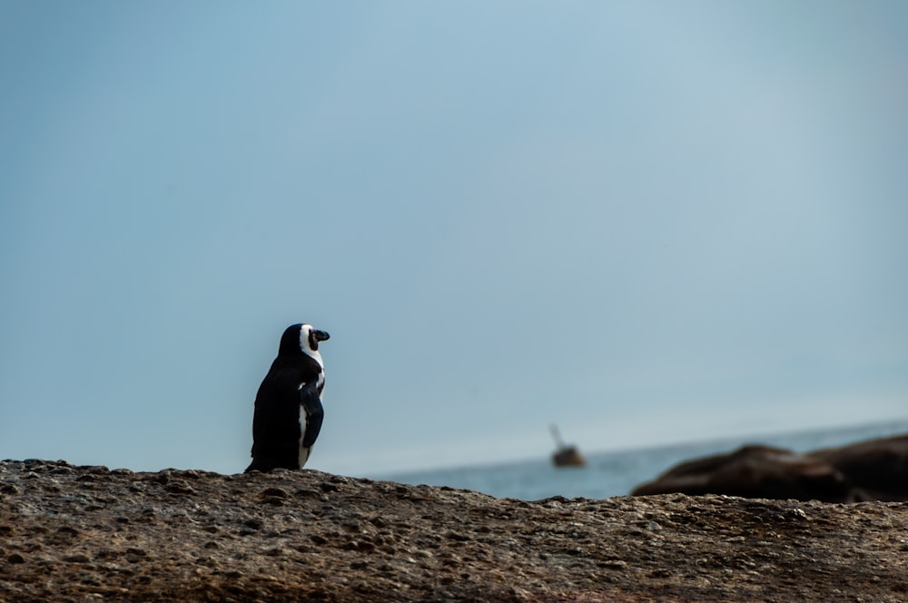 black and white penguin standing on brown rock during daytime