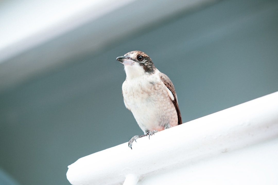 brown and white bird on white wooden fence