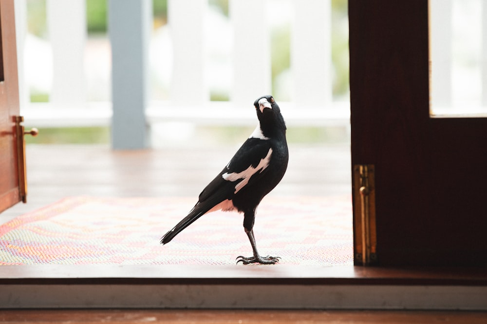 black and white bird on pink and white floor