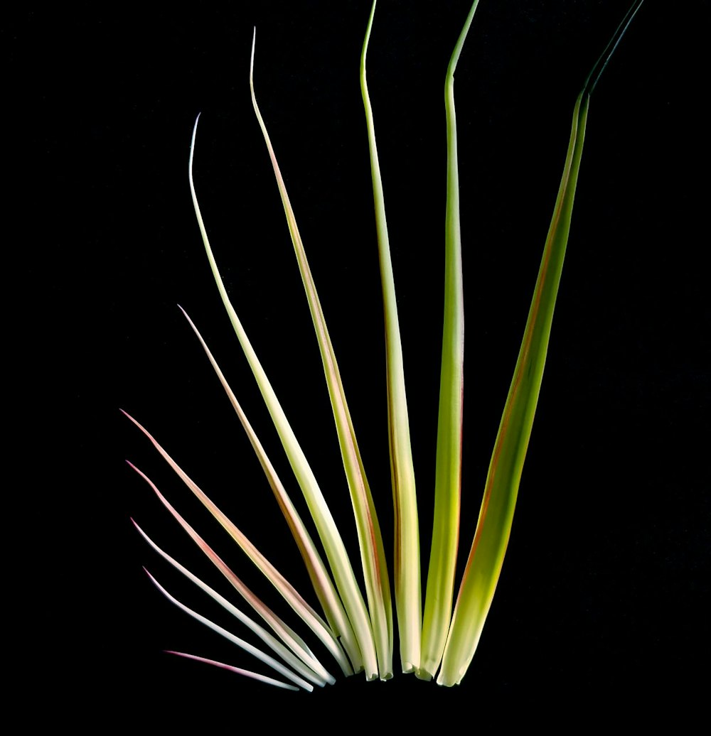 green plant in black background