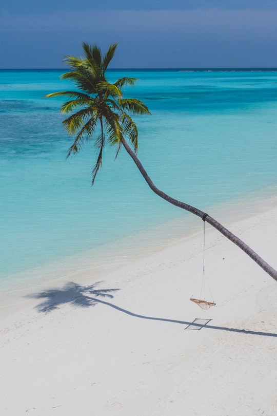 coconut tree on white sand beach during daytime in Meeru Island Maldives