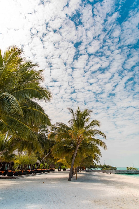 green palm tree under blue sky and white clouds during daytime in Meeru Island Maldives