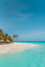 palm trees on beach shore during daytime