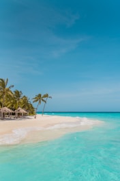 palm trees on beach shore during daytime