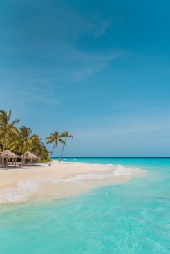 palm trees on beach shore during daytime