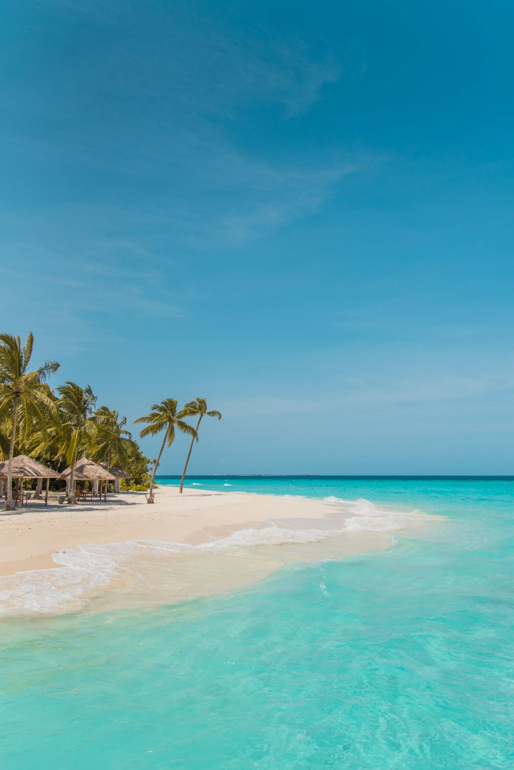 palm trees on beach shore during daytime