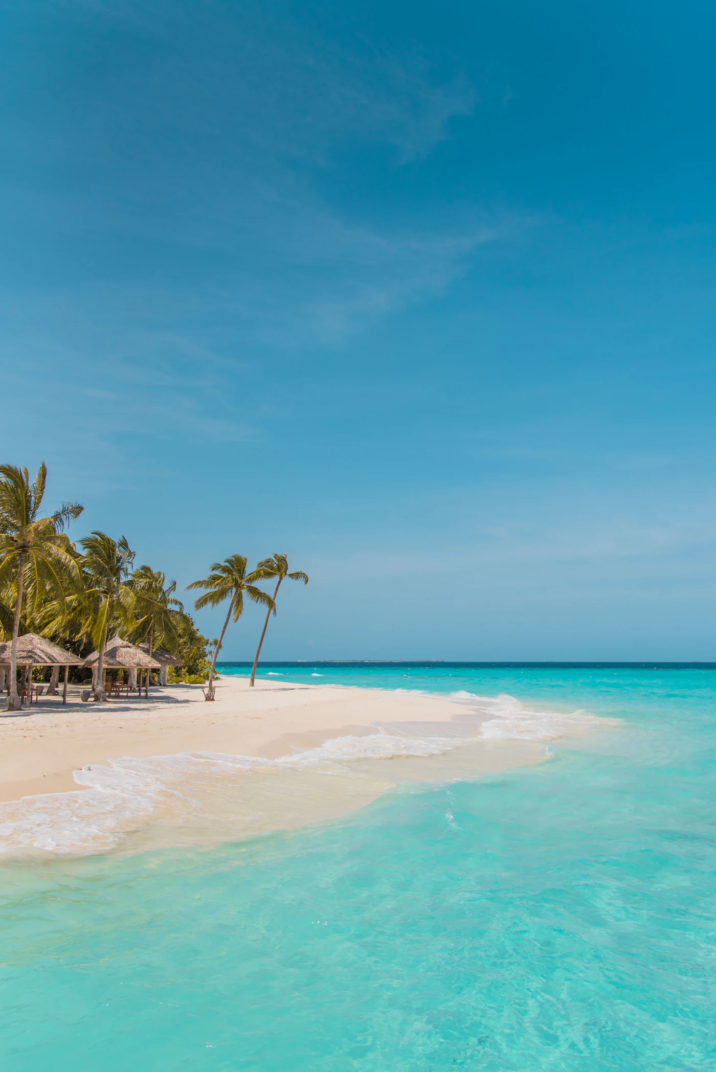 Palm trees along the shore