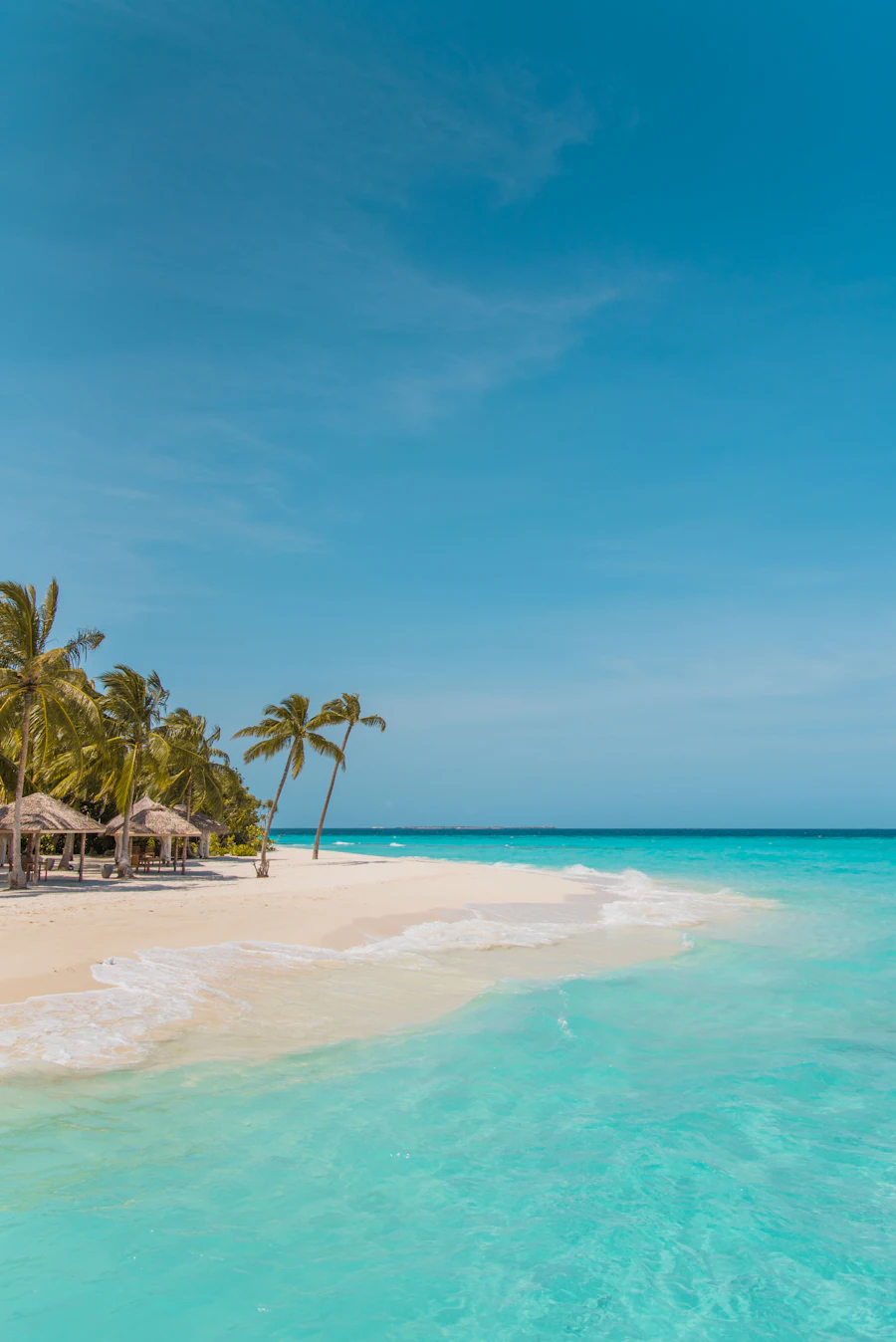 Palm trees along the shore