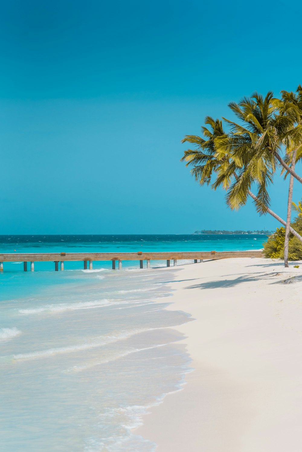 palm trees on beach during daytime