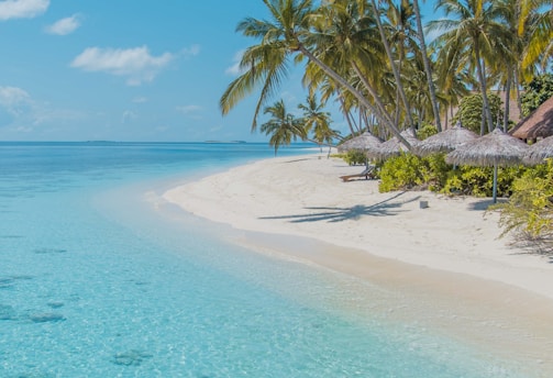 green palm tree on white sand beach during daytime