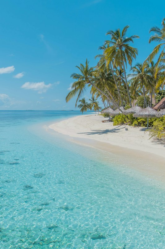 Overhanging palm trees on a white sand Mauritius beach