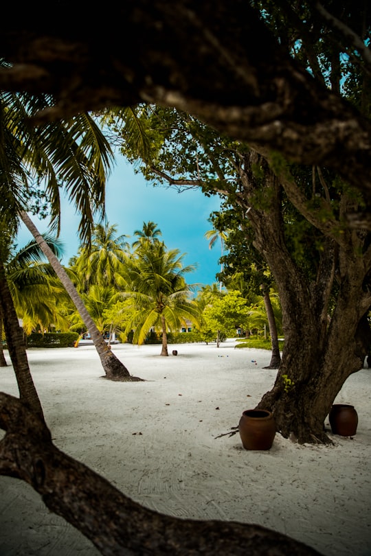 green palm tree on white sand beach during daytime in Meeru Island Maldives