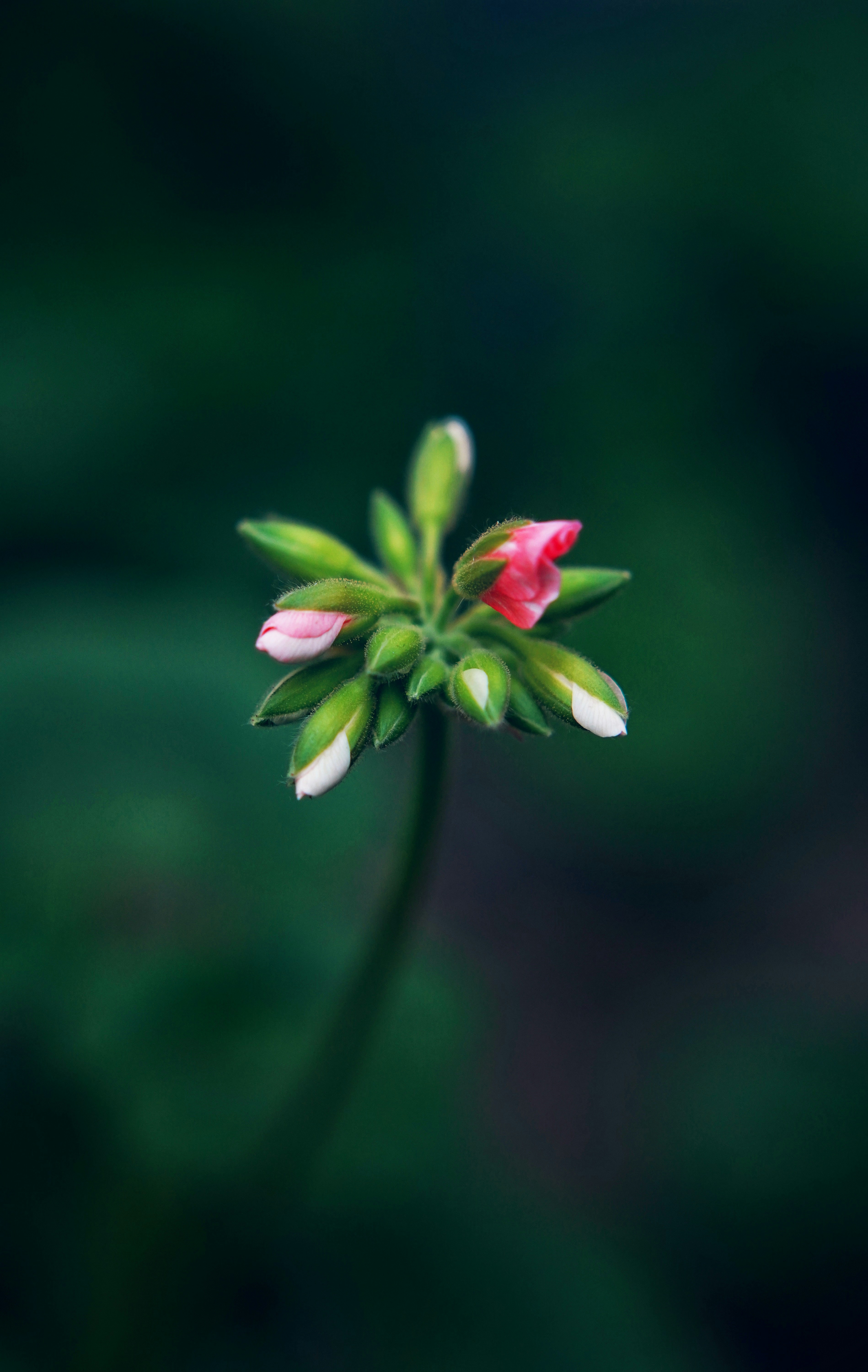 white and pink flower in tilt shift lens