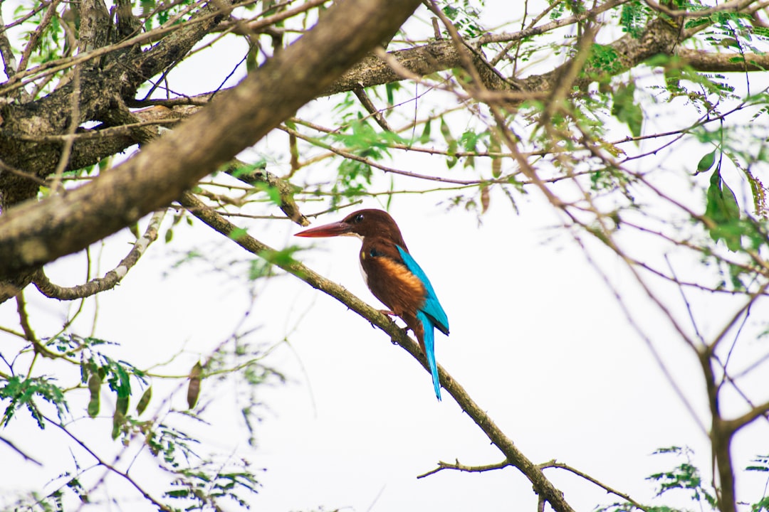 Wildlife photo spot Maharashtra Aurangabad