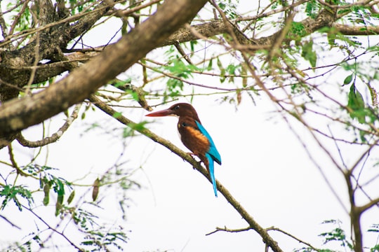 blue and brown bird on tree branch in Maharashtra India