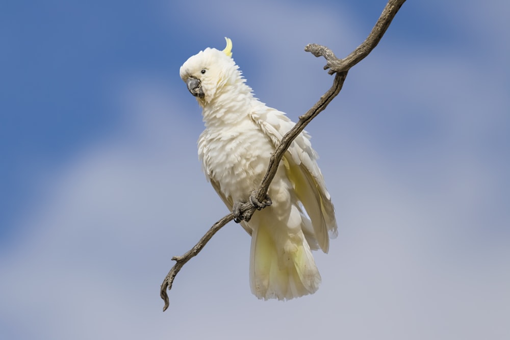 white bird on brown tree branch during daytime