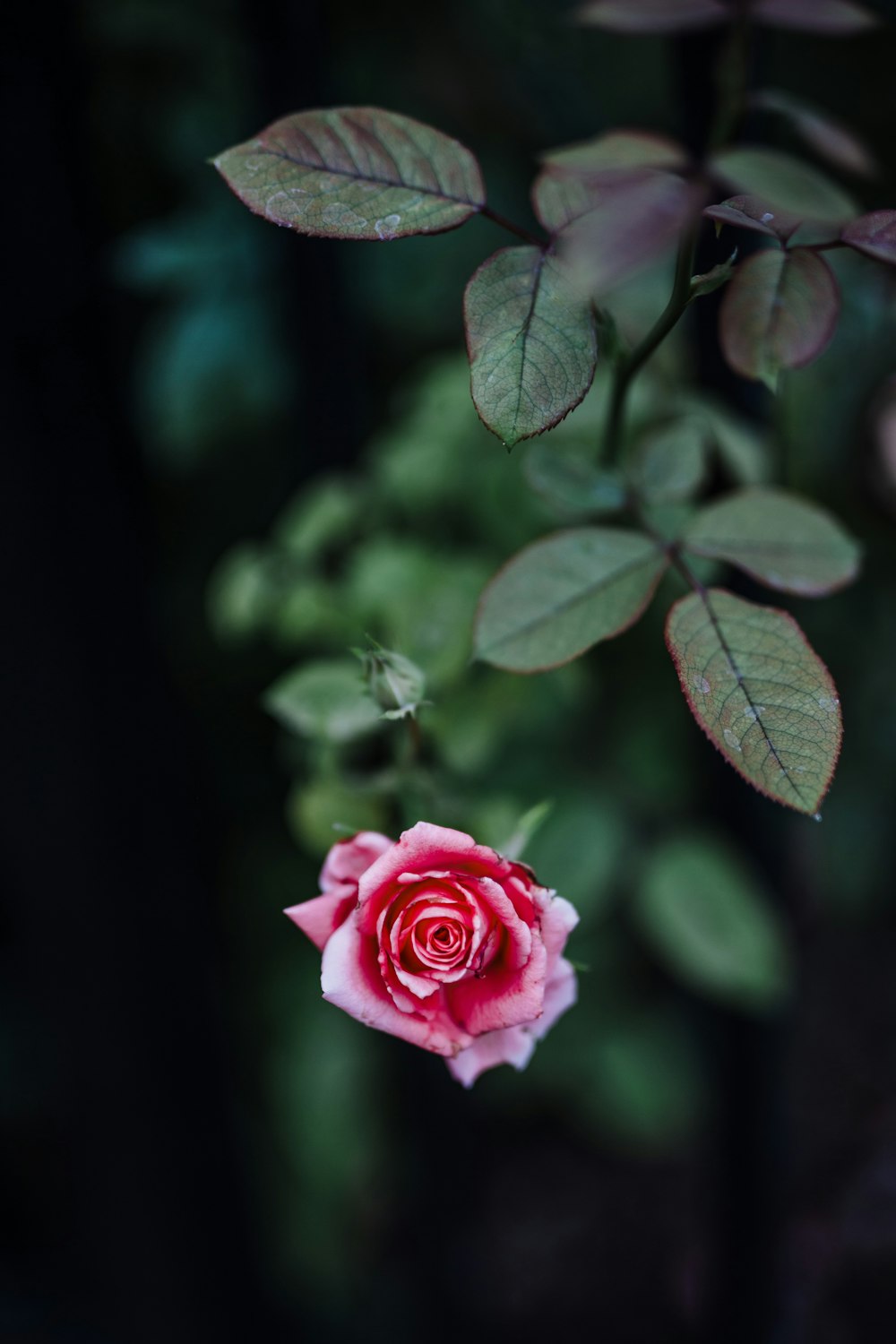 pink rose in bloom during daytime