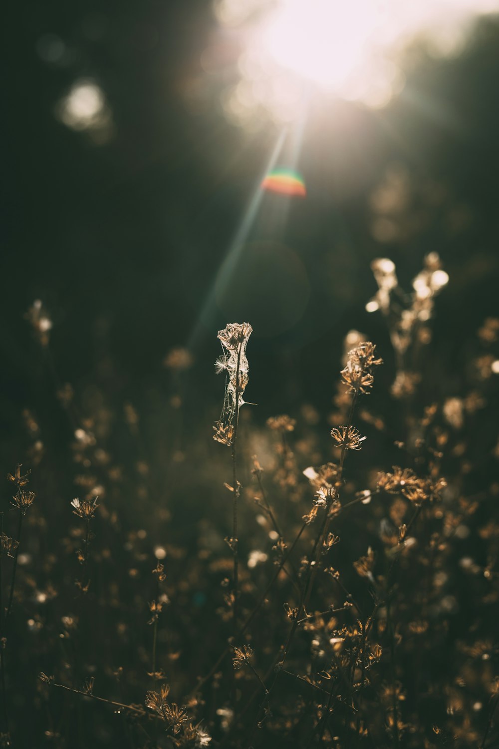 white flower in tilt shift lens