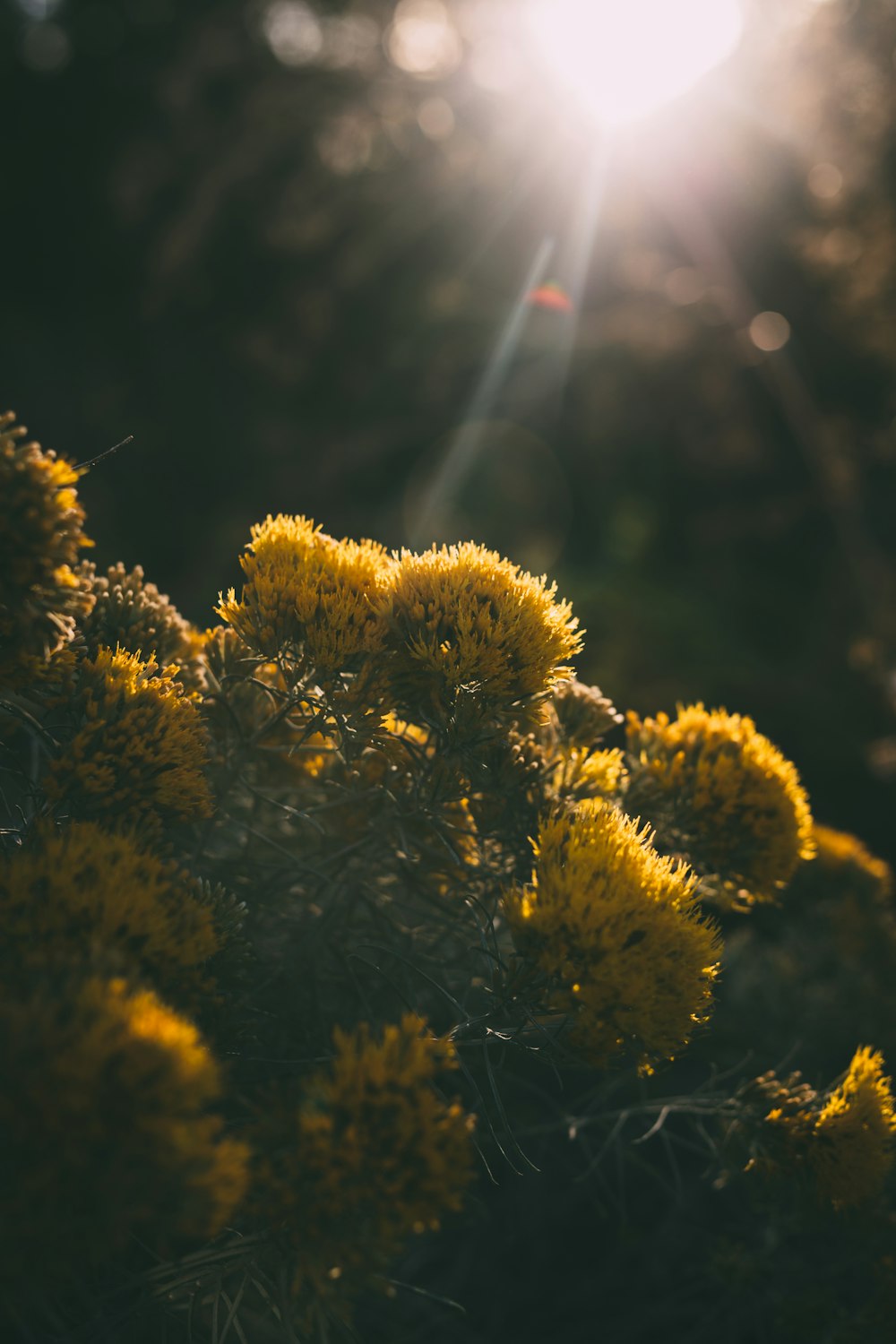 yellow flowers in tilt shift lens