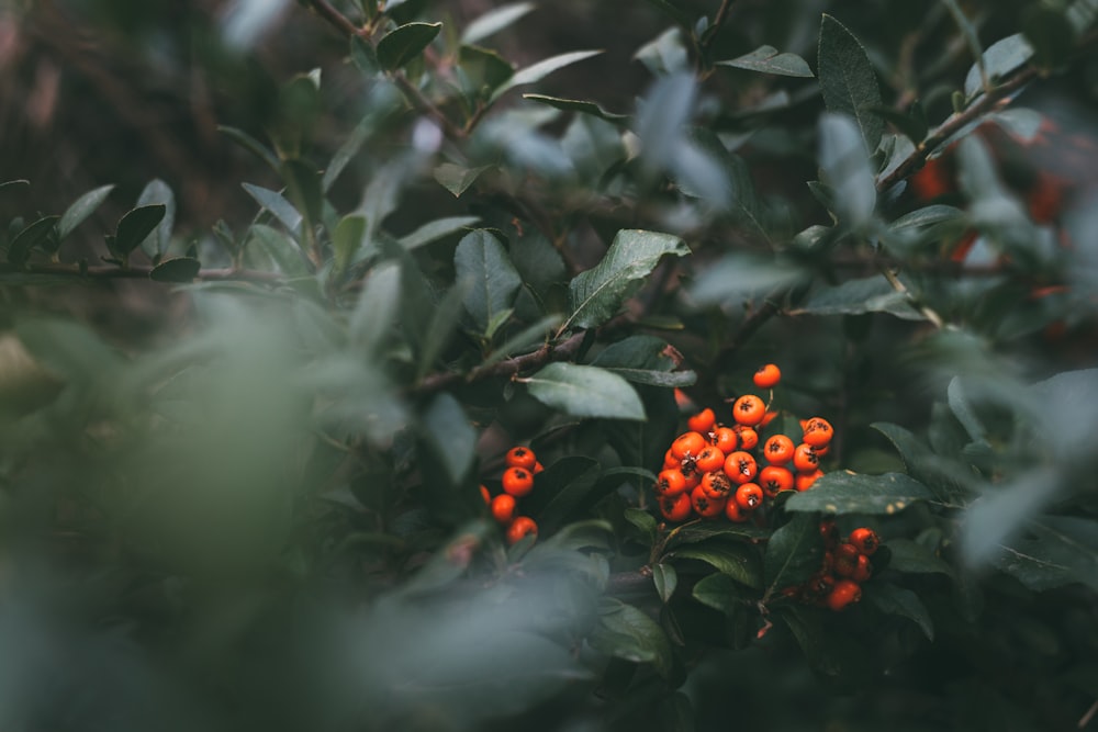 orange round fruits on green leaves